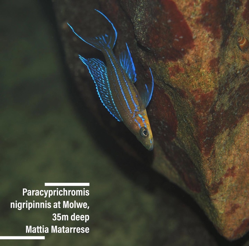 Paracyprichromis nigripinnis 'Molwe'
